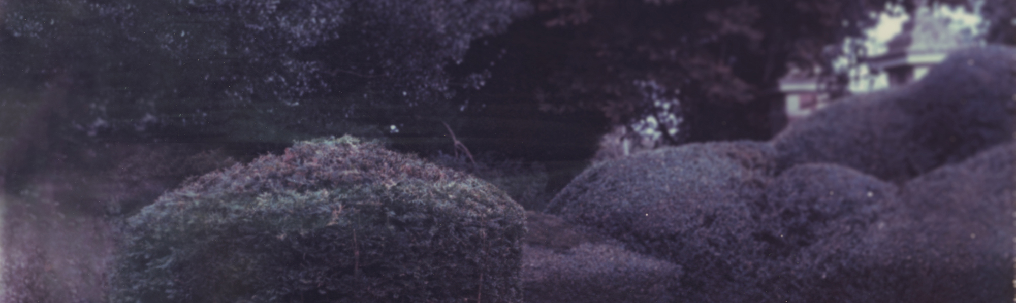 bushes.jpg