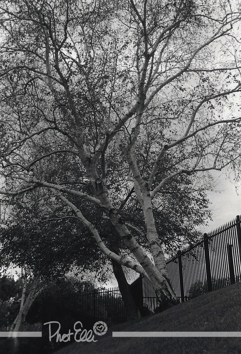 WhiteTree.jpg