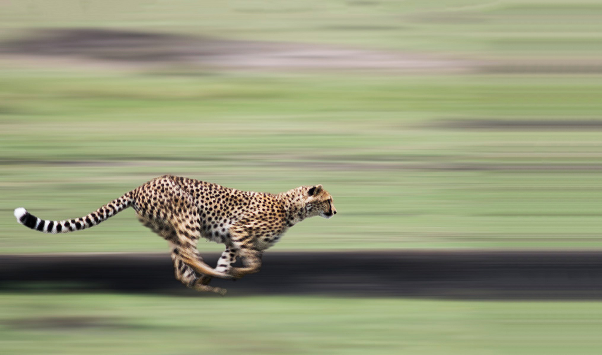 cheetah-running-final.jpg