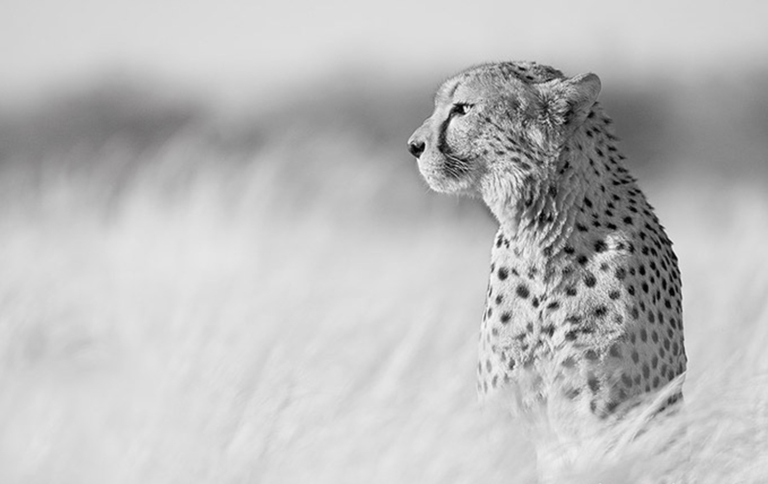 cheetah-light.jpg