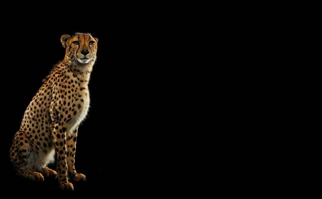 stoic-cheetah.jpg