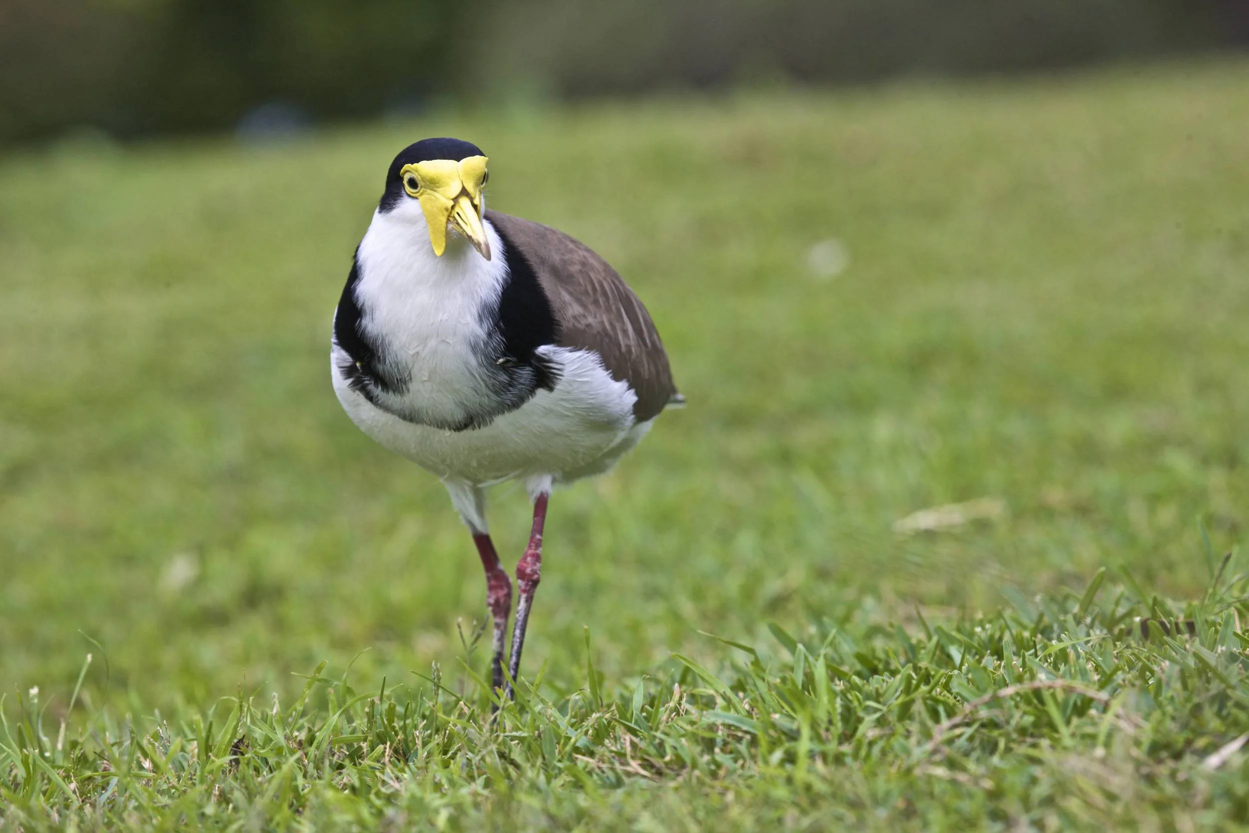 542P5165.jpg