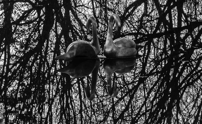 Simon Gudgeon's work at Sculpture by the Lakes awaits - and delights - as one wanders the paths. It was nearly sunset when I saw Simon's swans surrounded by the tracery of tree reflections.