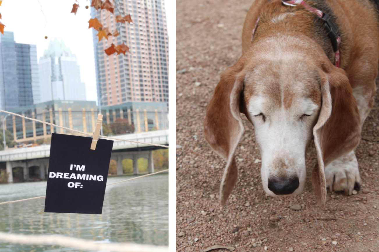 A card within the installation against the backdrop of the city and a blind bassett hound.