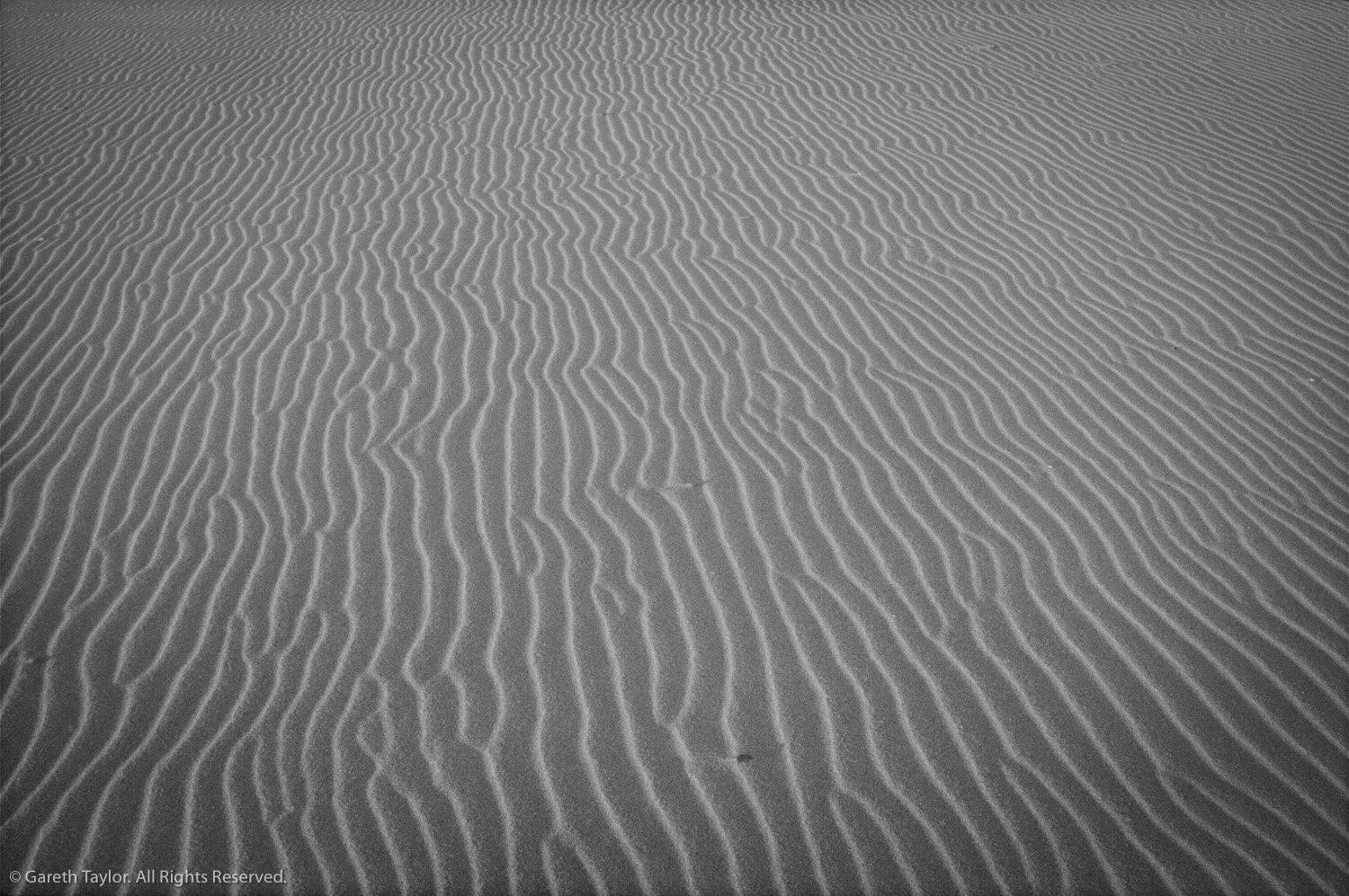 gareth taylor-0466.jpg