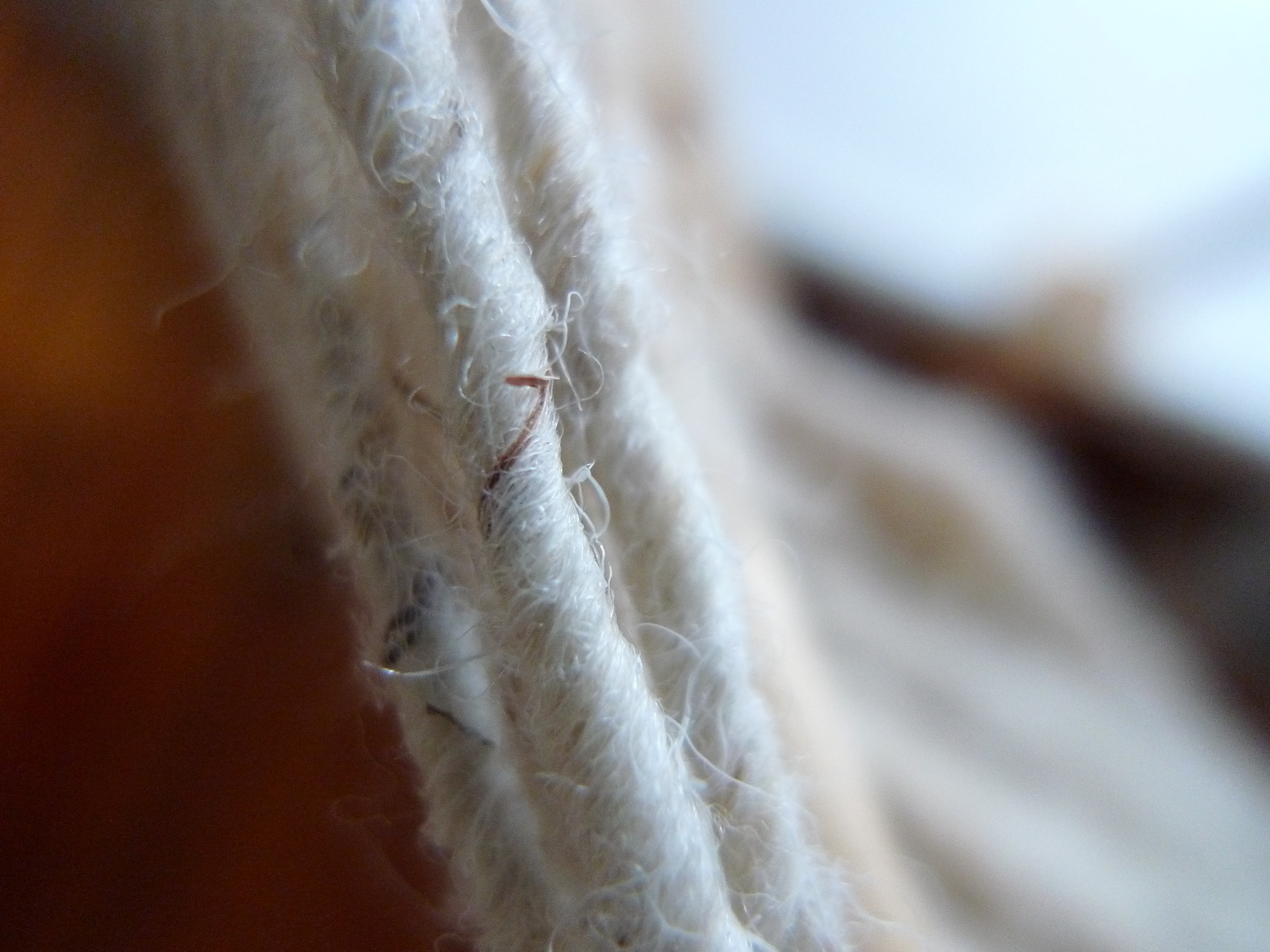 Close-up detail of natural sheep colored yarn. 