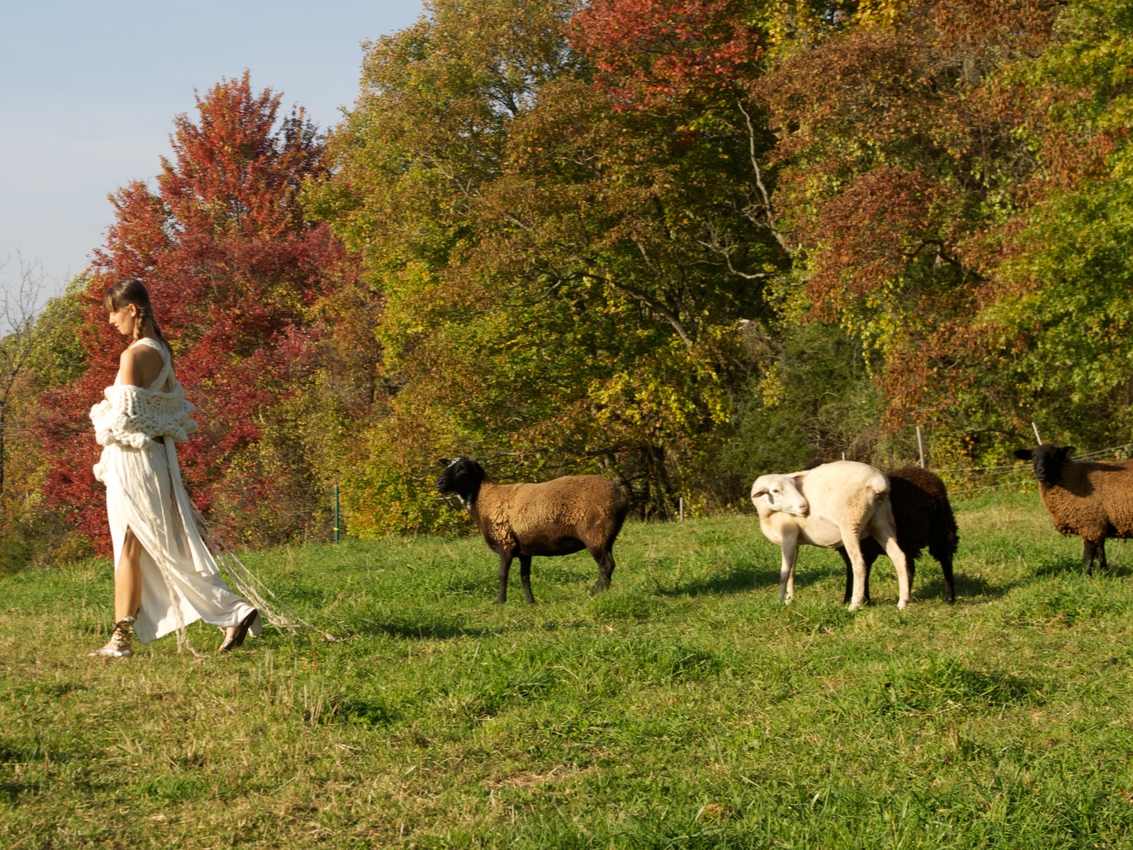 Annie leading her herd.