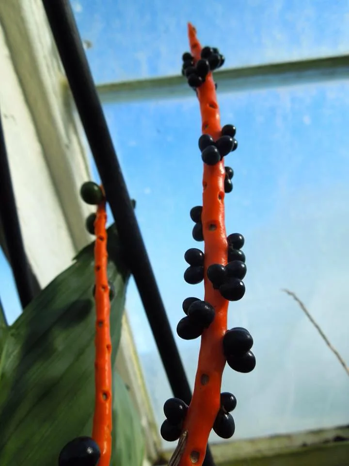 Common Yet Endangered Palms — In Defense of Plants