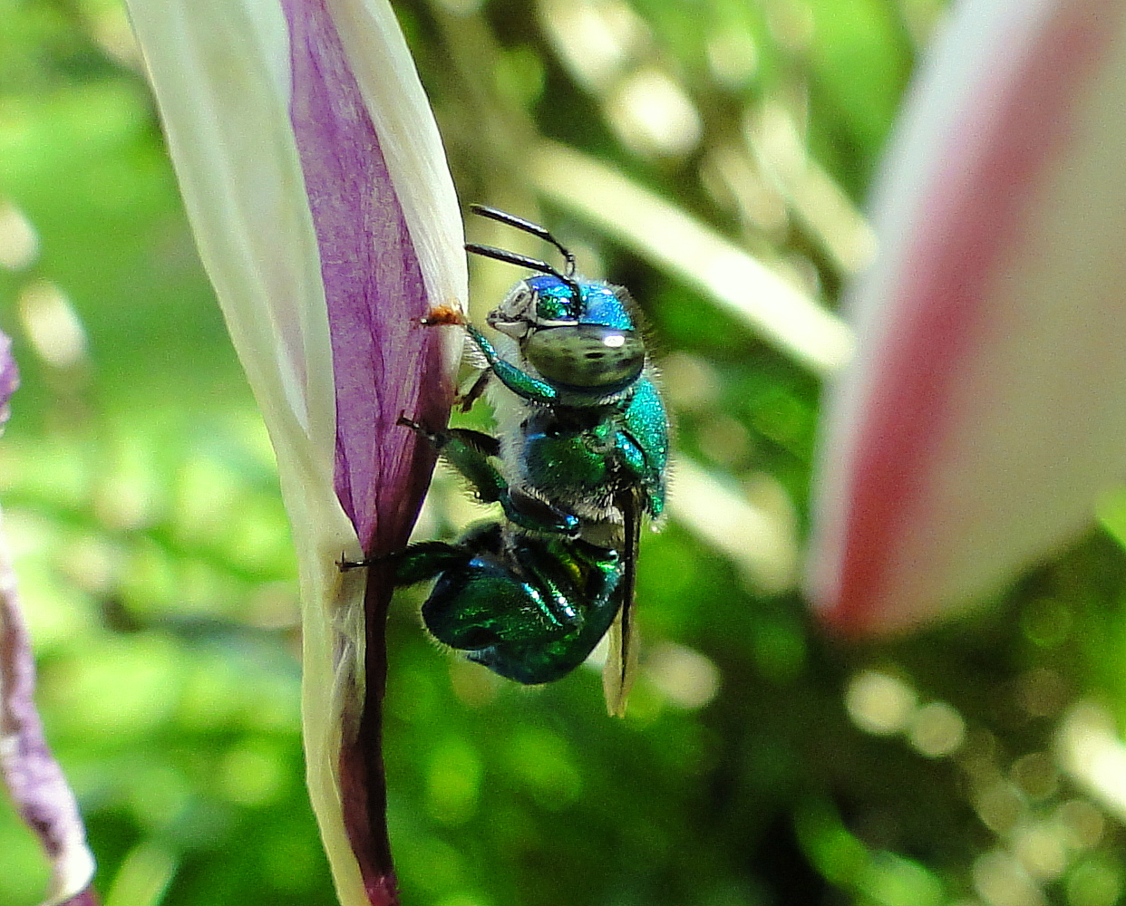 The Amazing Orchid Bees — In Defense of Plants