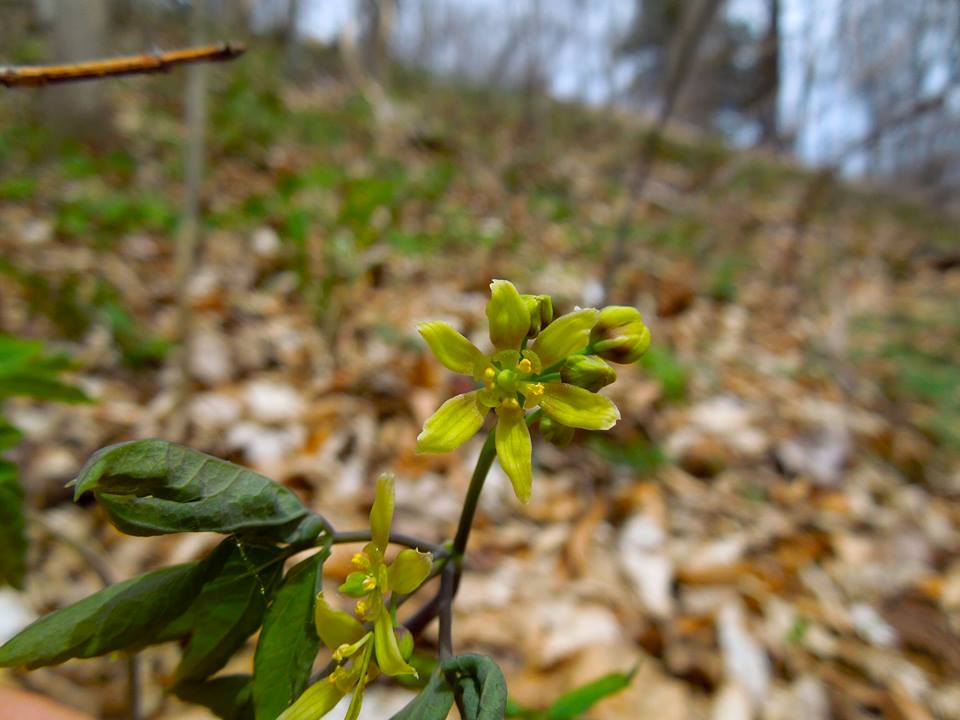 Caulophyllum thalictroides