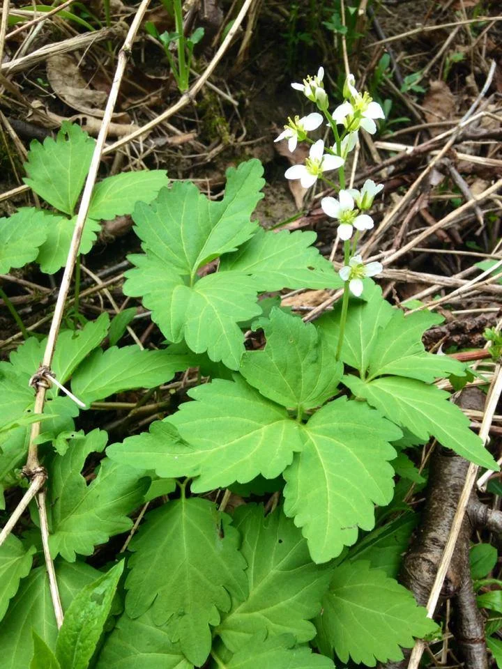 Toothwort Root Toothworts — In Defense of Plants