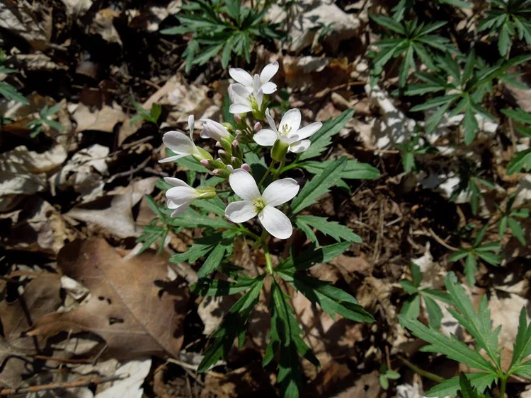 Toothwort Spring Toothworts — In Defense of Plants