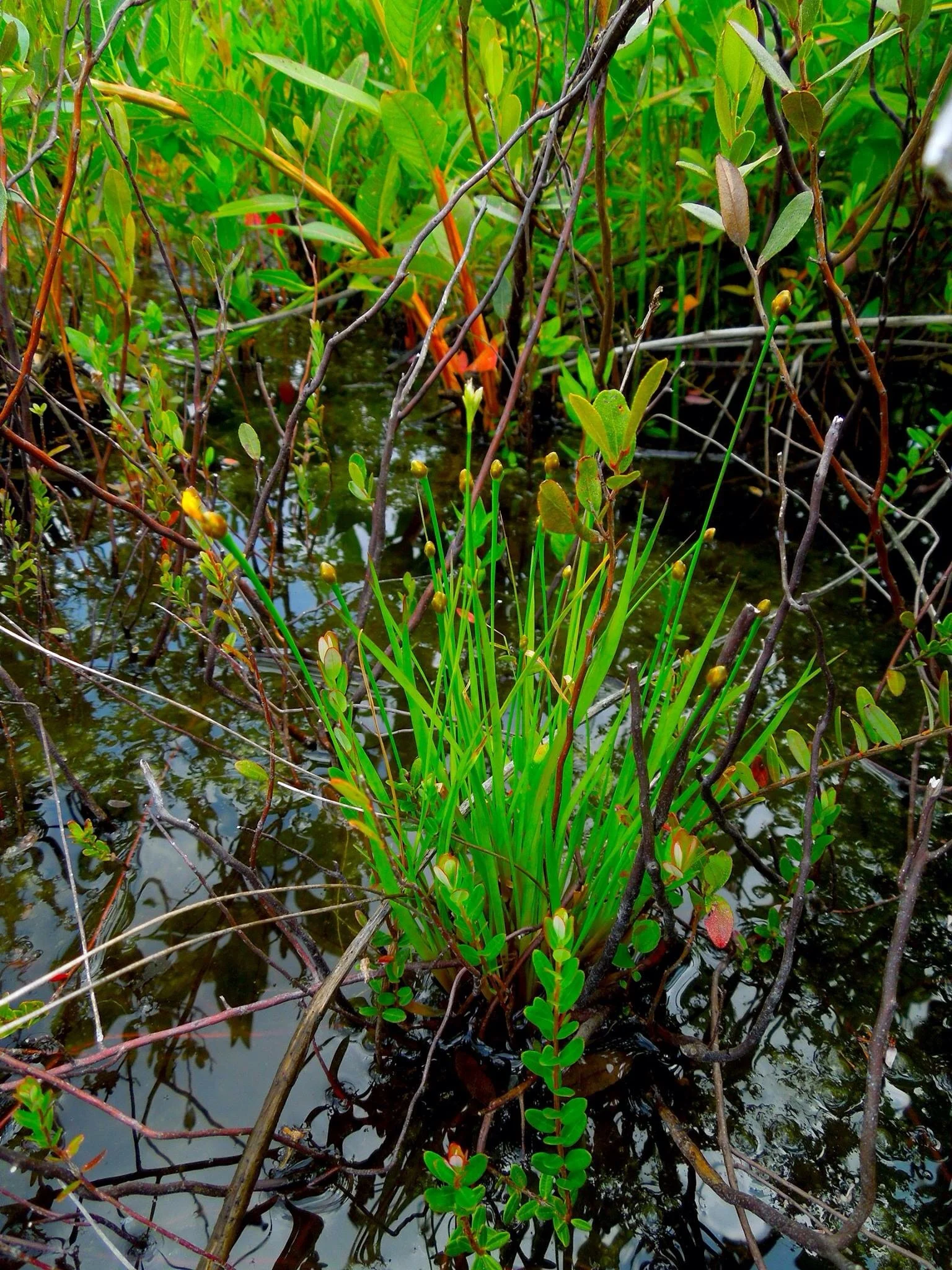 YellowEyedGrass — In Defense of Plants