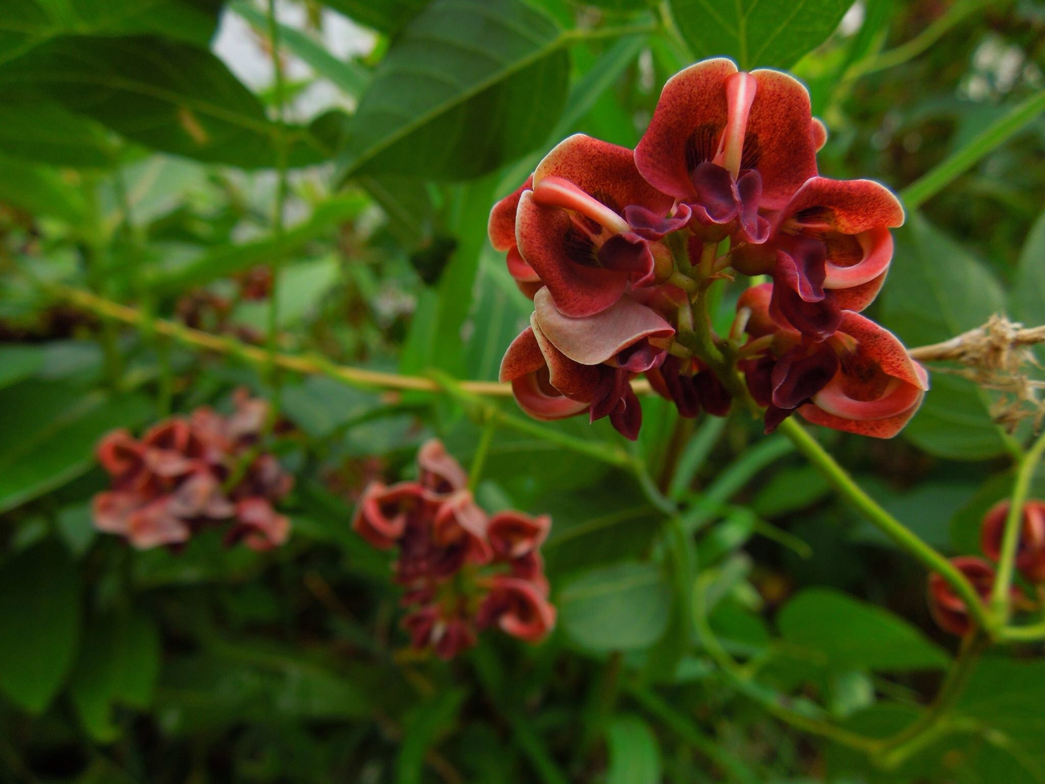 The Trumpet Creeper — In Defense of Plants