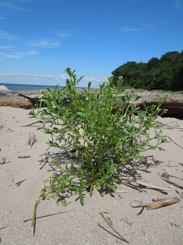 Kin Selection in Plants — In Defense of Plants