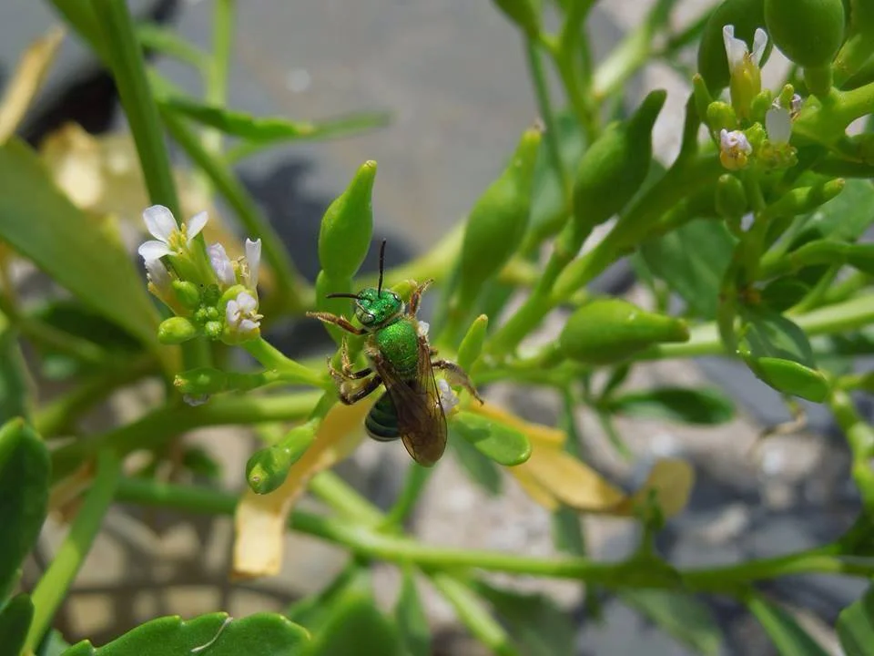 Kin Selection in Plants — In Defense of Plants