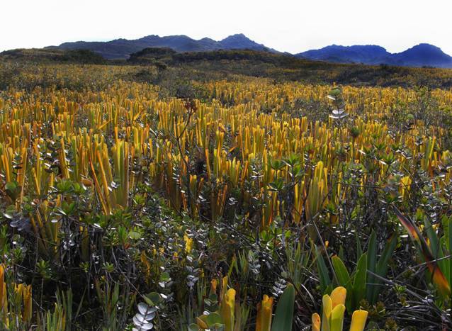 Brocchinia reducta