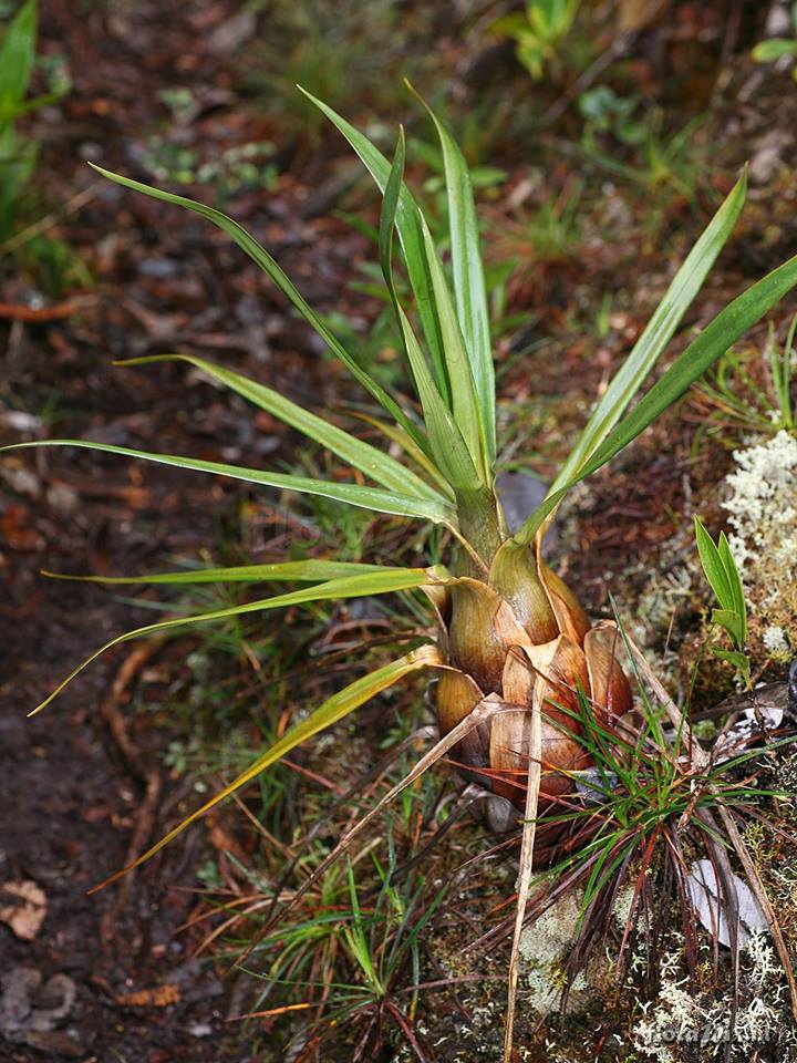 Brocchinnia acuminata