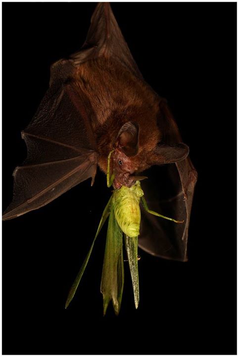 Insect Eating Bats Eat More Insects Than Birds in Tropical Forests