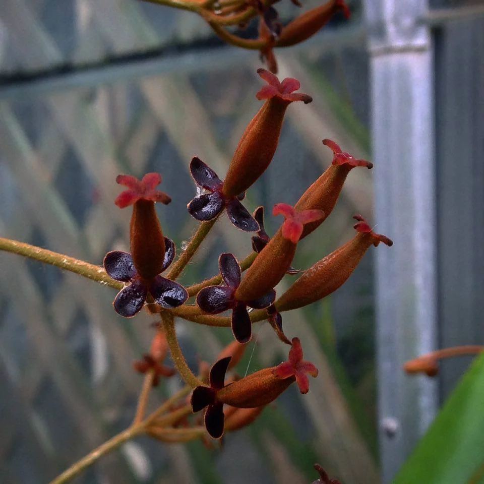 Female flowers