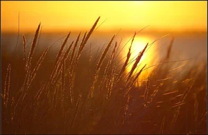 The Accidental Grain - How Rye Evolved Its Way Into Our Diet — In ...