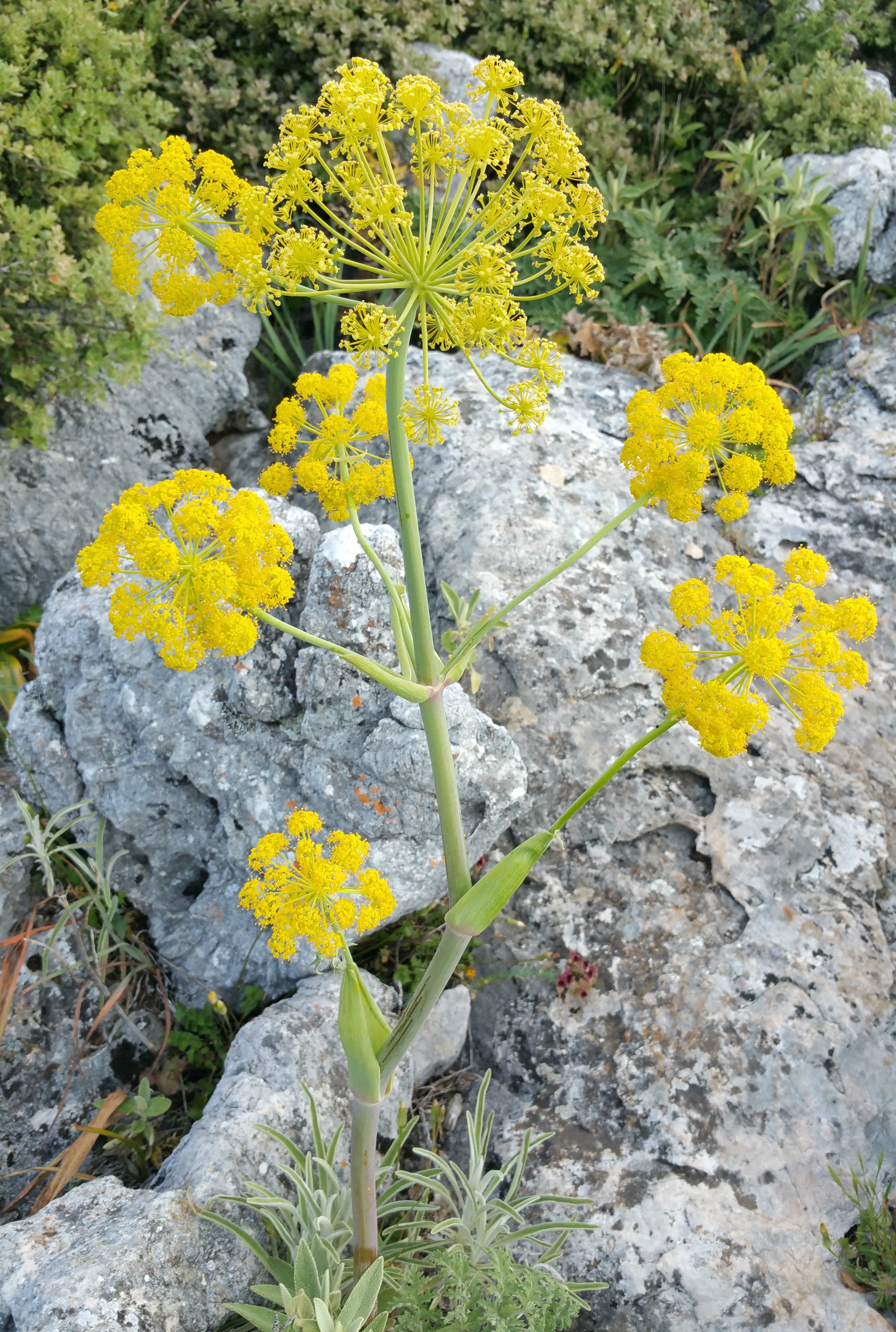 Ferula tingitana is believed to be the closest extant relative of silphium.