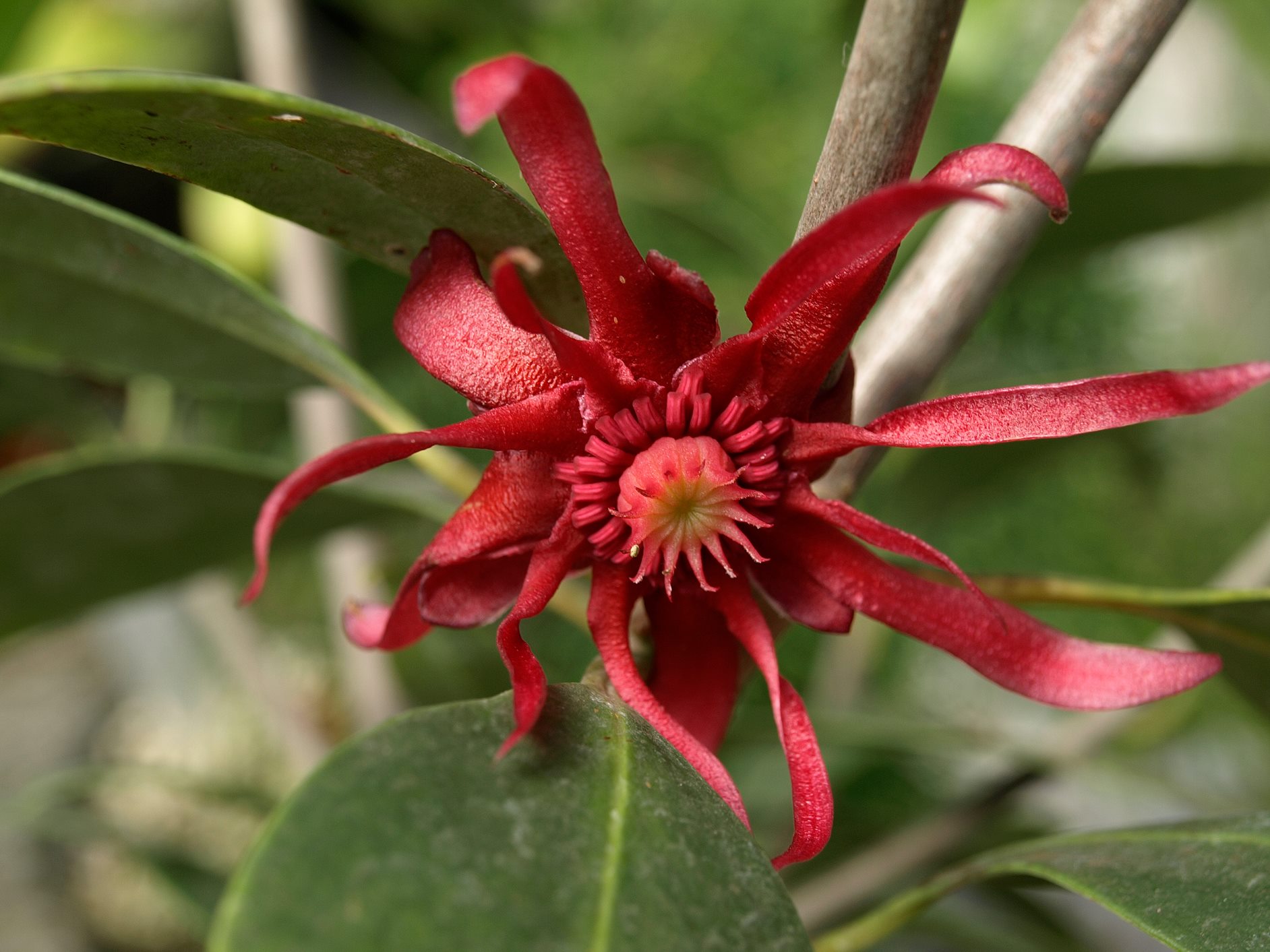 Illicium floridanum