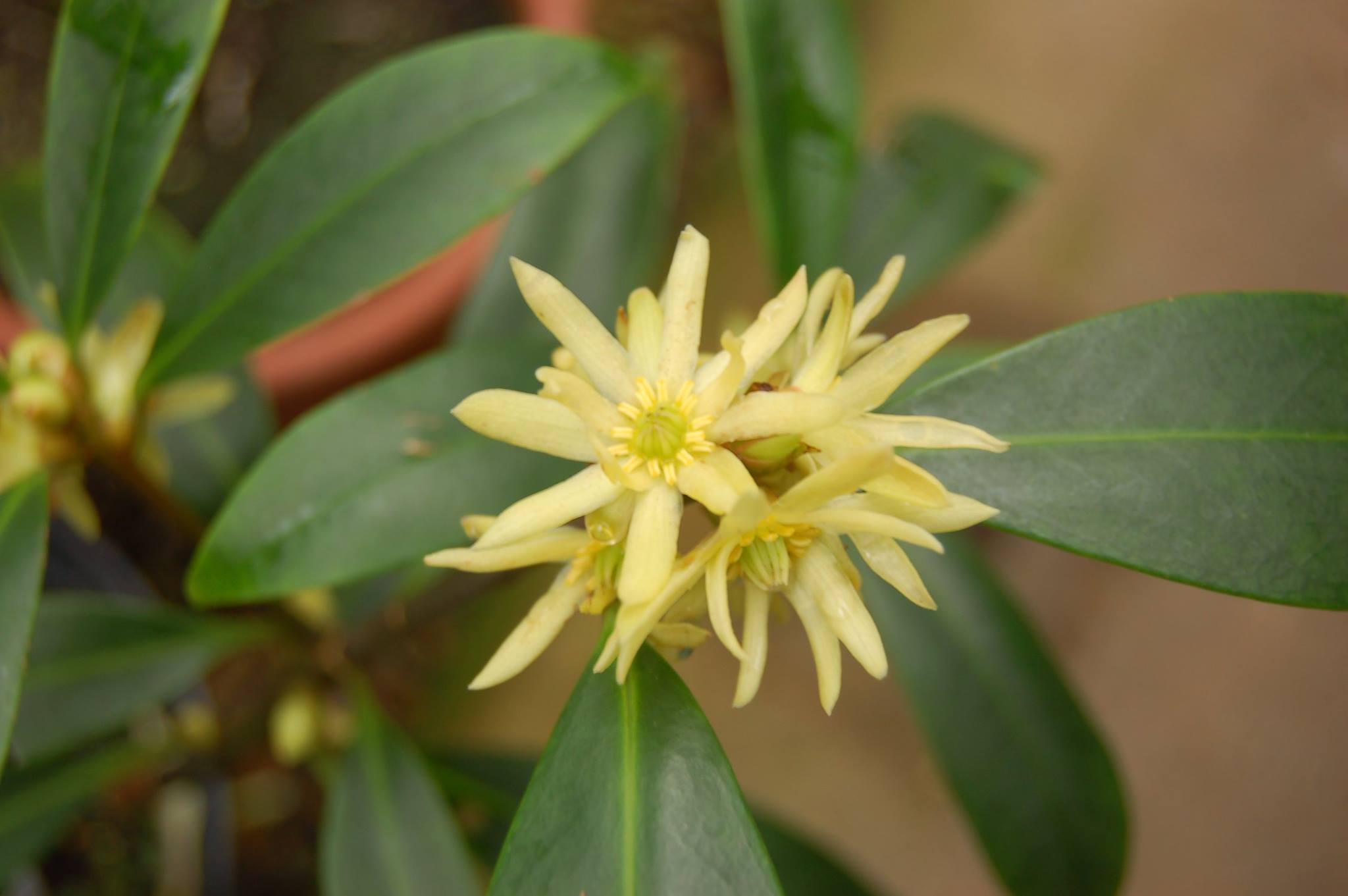 Illicium verum