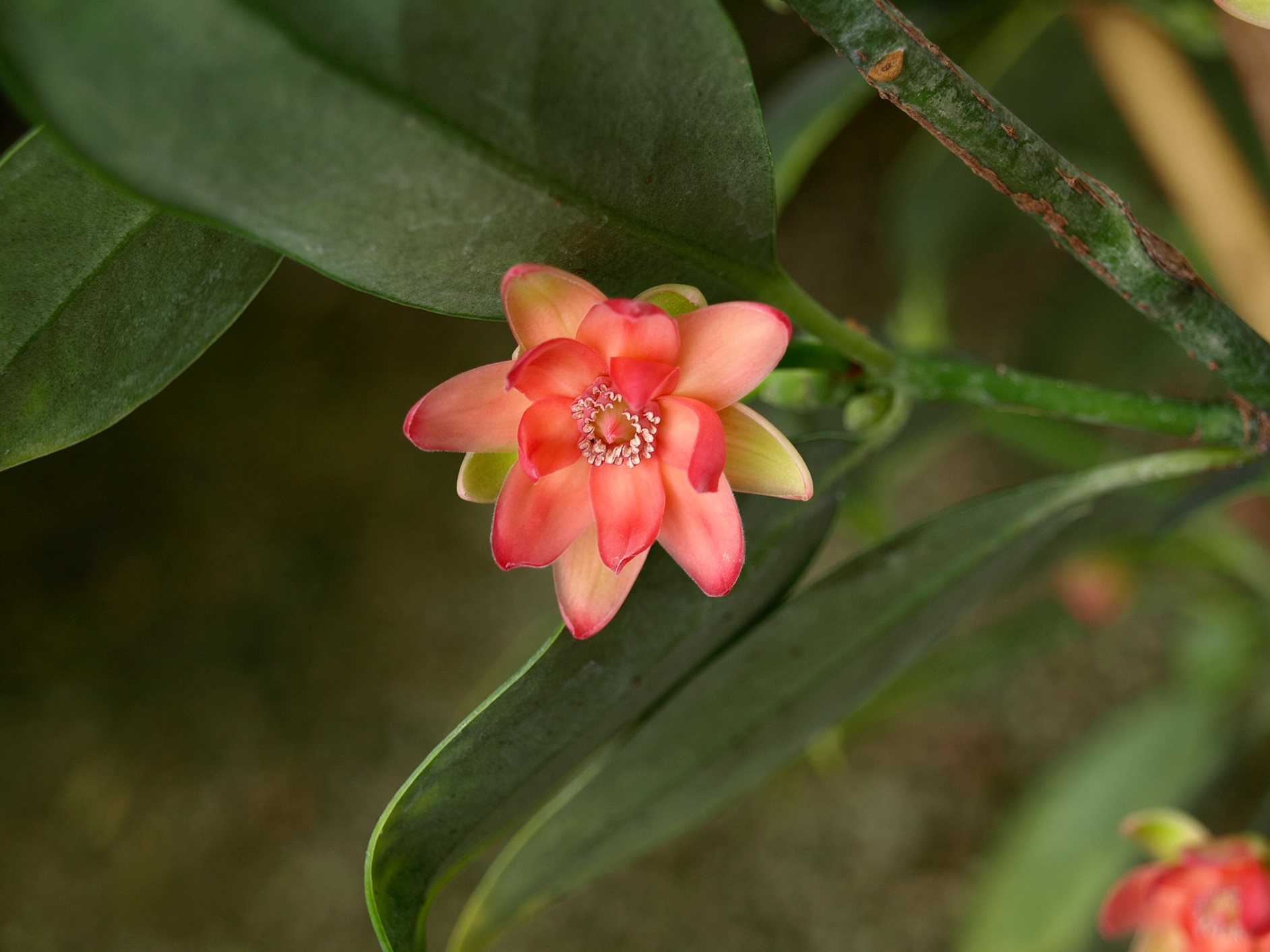 Illicium henryi