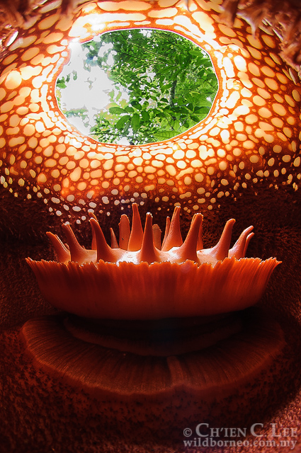 A view from the inside of another species of Rafflesia - Rafflesia tuan-mudae. The strangely spiked "disk" in the center is the column, which houses the reproductive organs. Photo by Ch'ien C. Lee