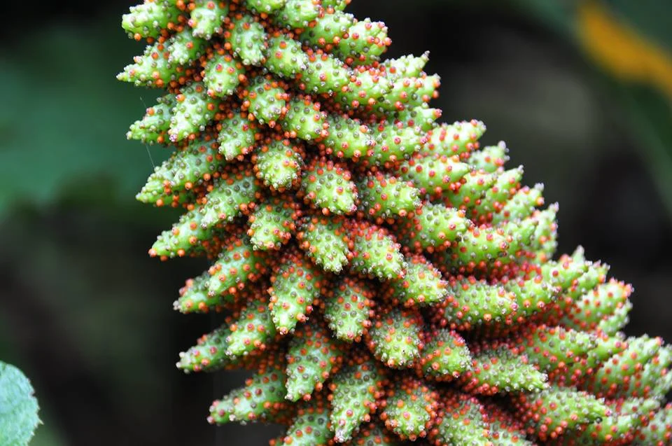 A Gunnera inflorescence