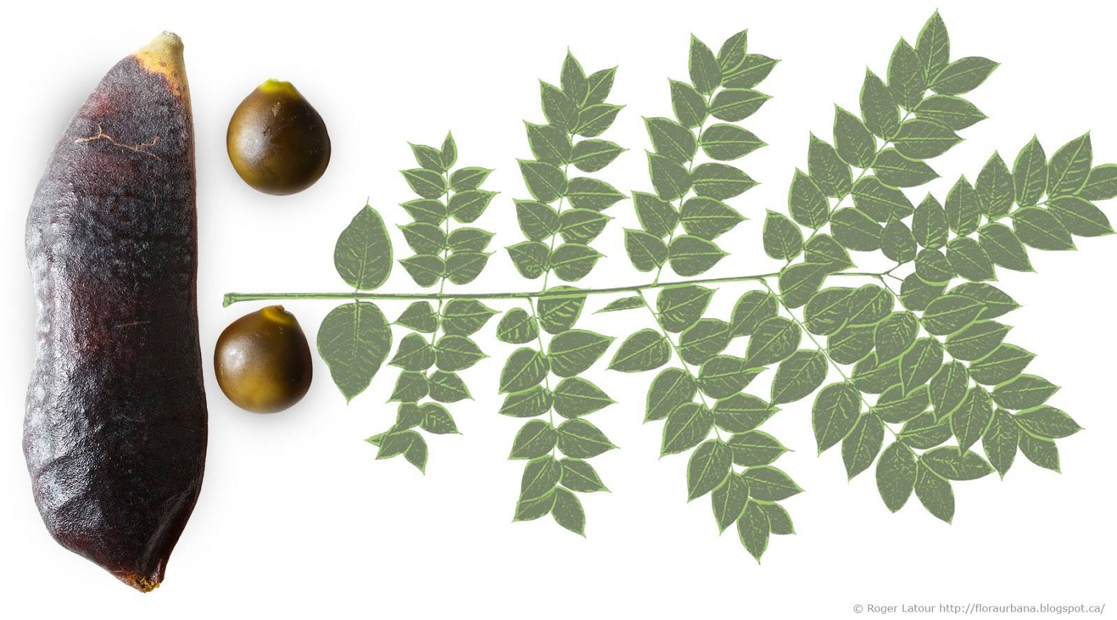Gymnocladus dioicus 15 KENTUCKY COFFEE TREE SEEDS