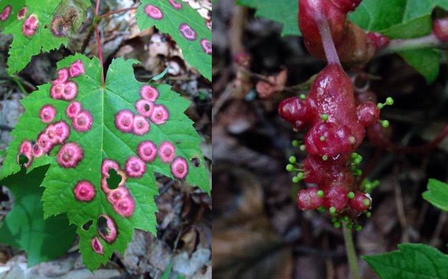 Maple eyespot gall (left) and the grape tumid gall (right)