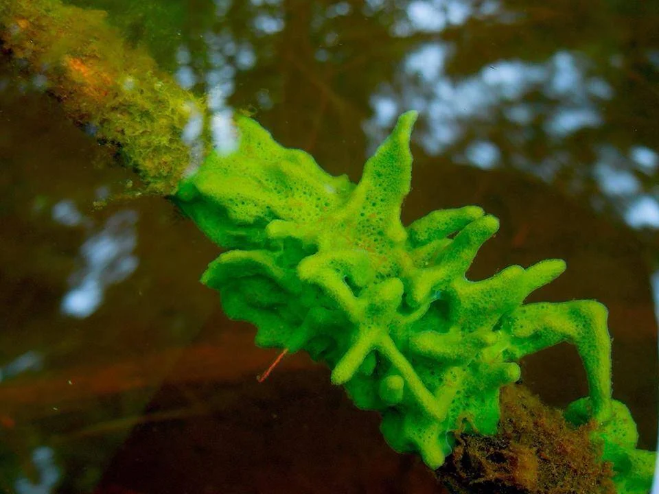 Freshwater Sponges — In Defense of Plants