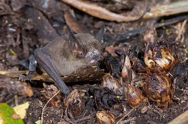 nietoperze zapylają kwiaty