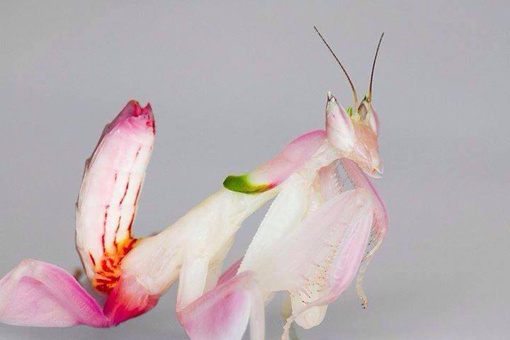 Orchid mantis nymphs are more brightly colored than adults.