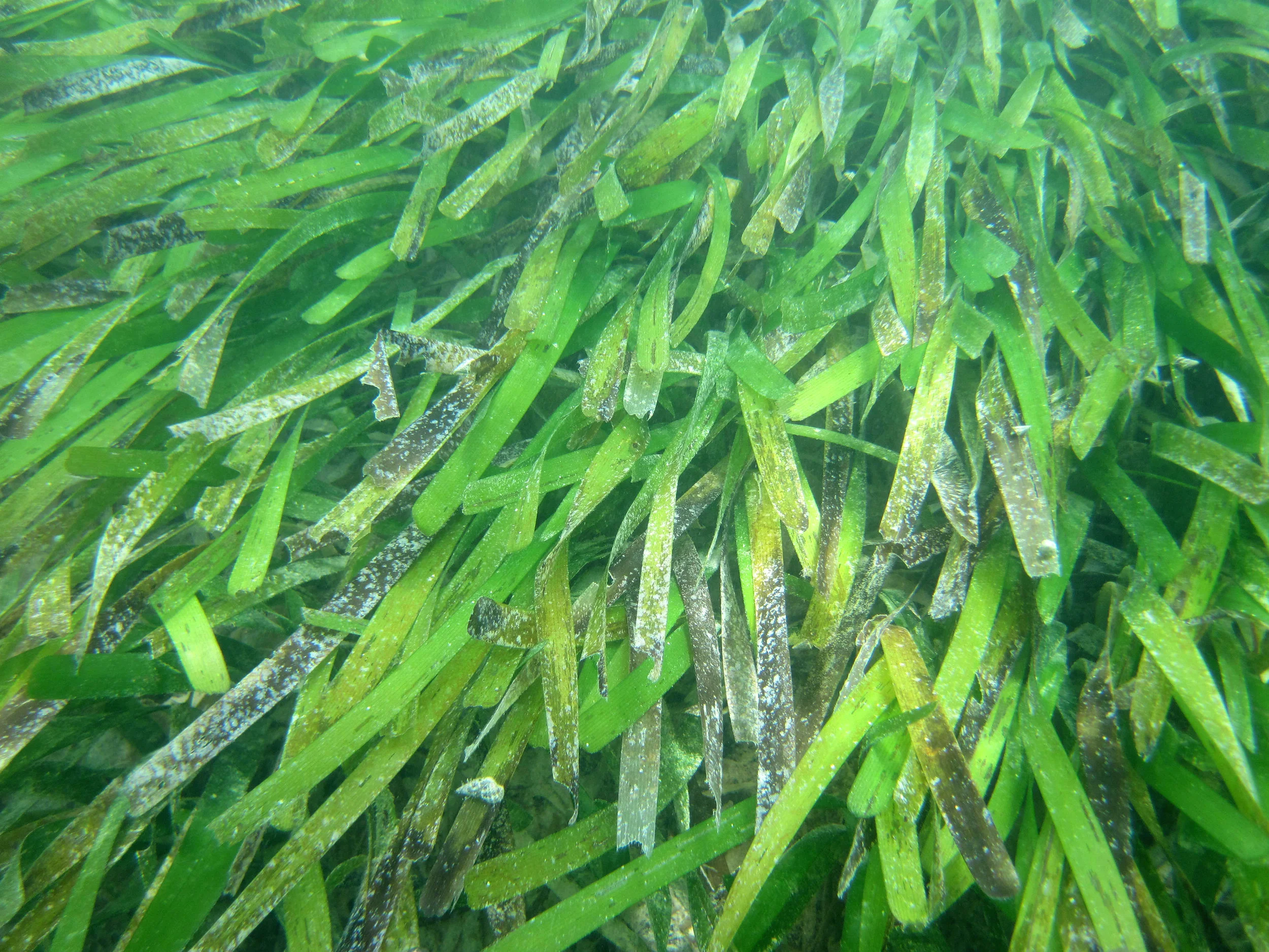 Underwater Pollinators — In Defense of Plants