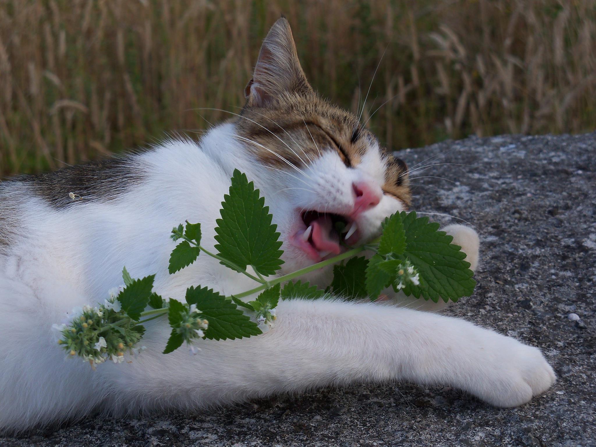 А мы пахнем кошачьей мятой и листвой. Котовник кошачий (мята Кошачья). Catnip Кошачья мята. Кошачья мята и валерьянка. Кошачья валерьянка растение.