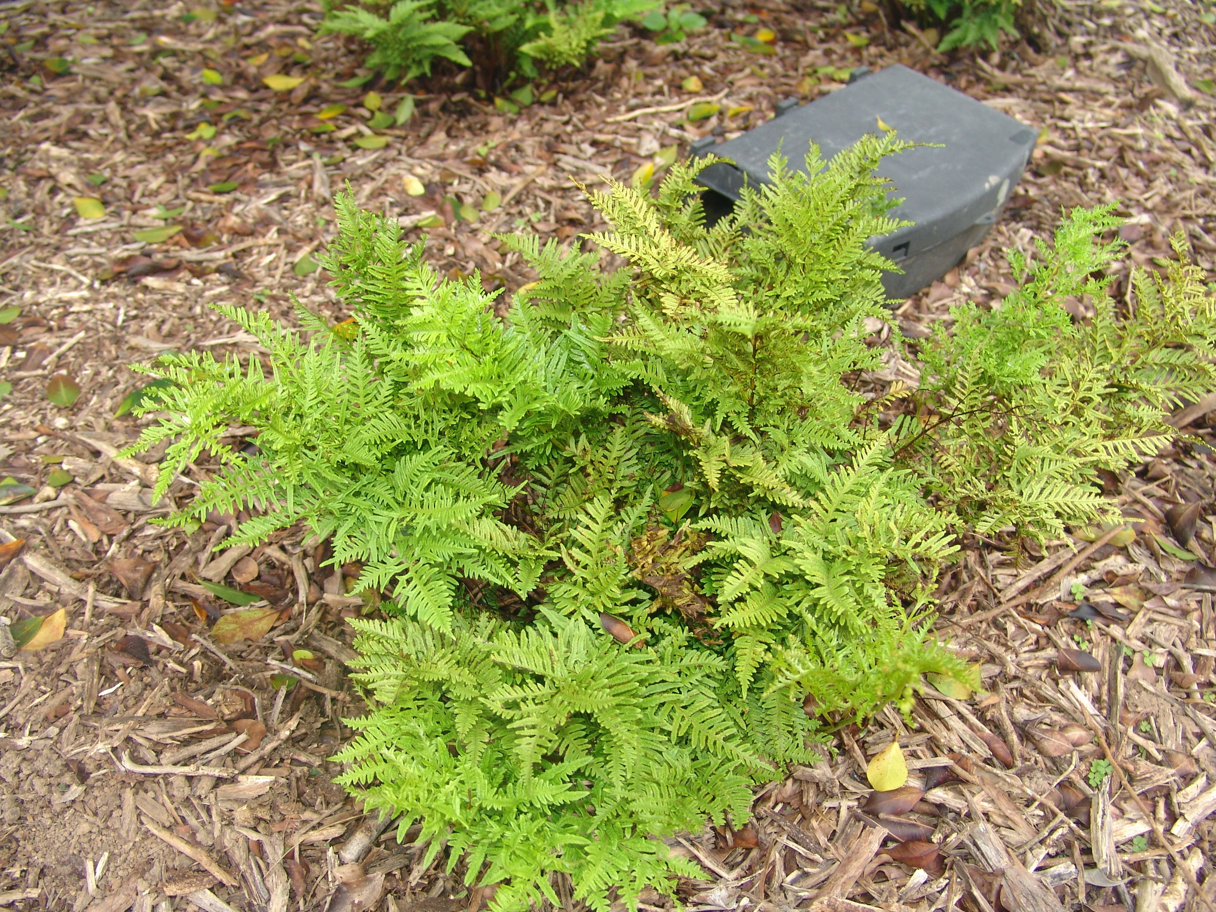 One of Ascension Island's endemic ferns - Pteris adscensionis