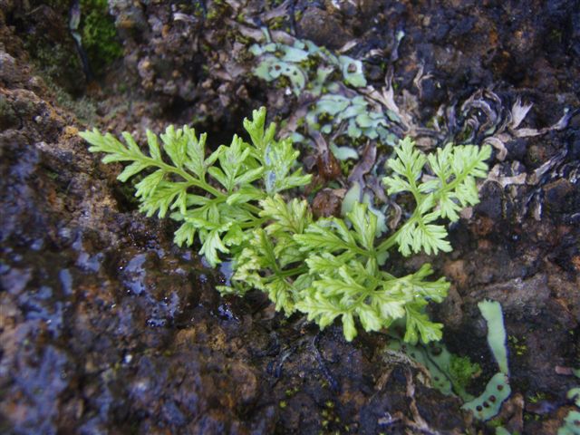 The Ascension Island parsley fern ( Anogramma ascensionis )