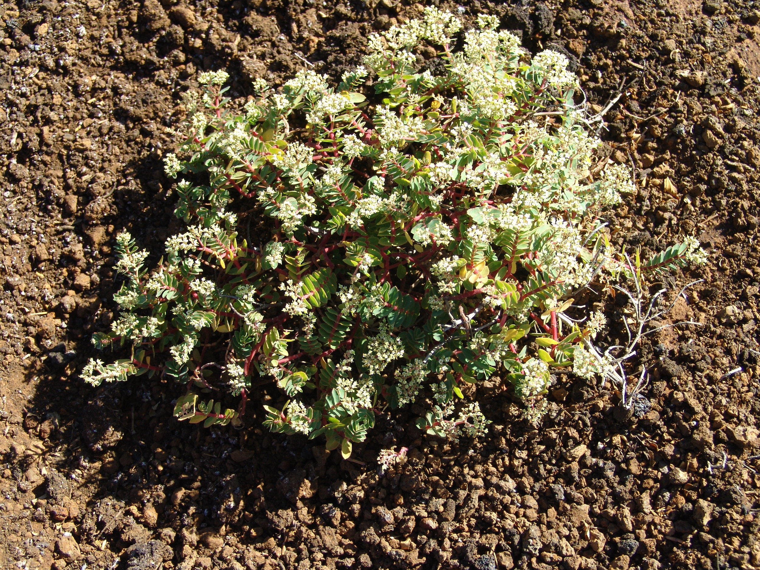The endemic Ascension spurge ( Euphorbia origanoides )