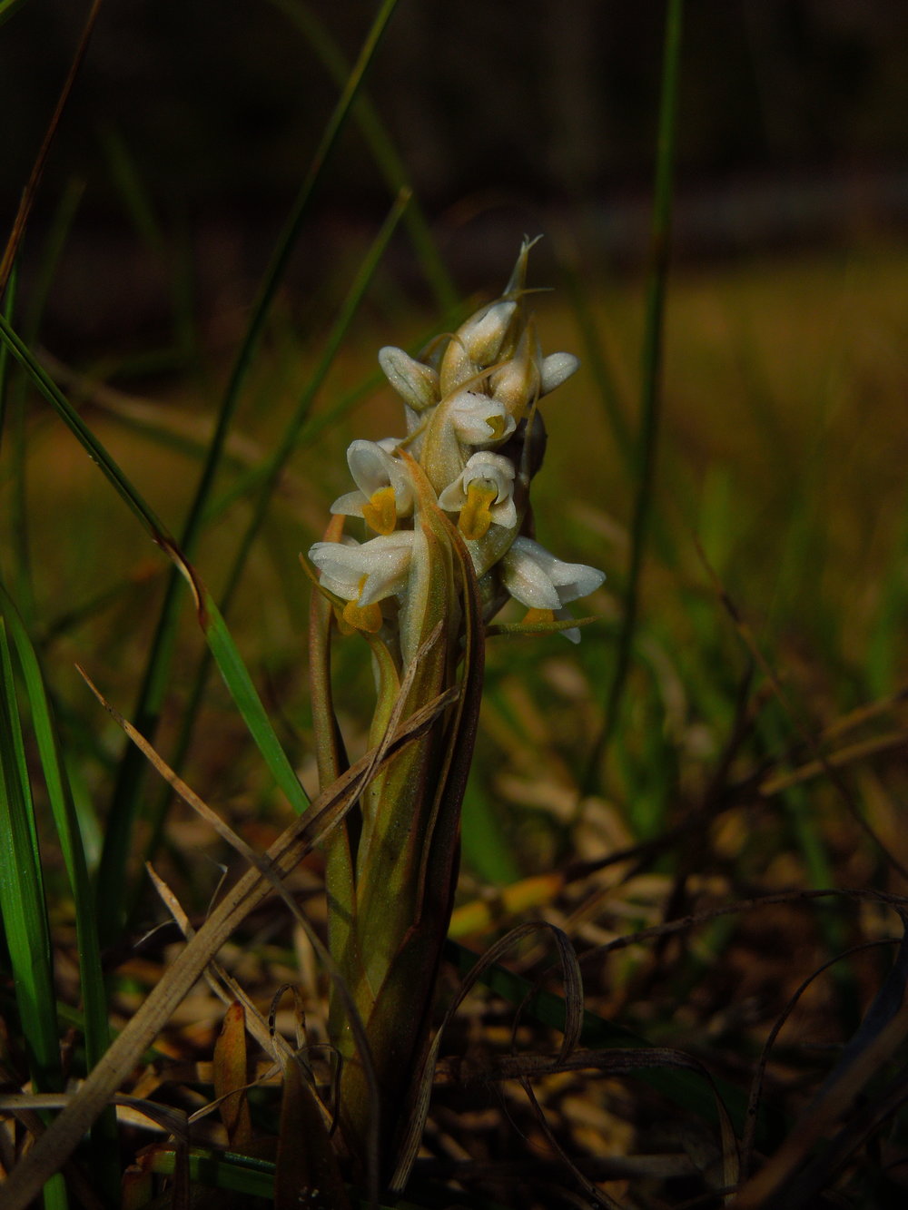 The Lowly Lawn Orchid — In Defense of Plants