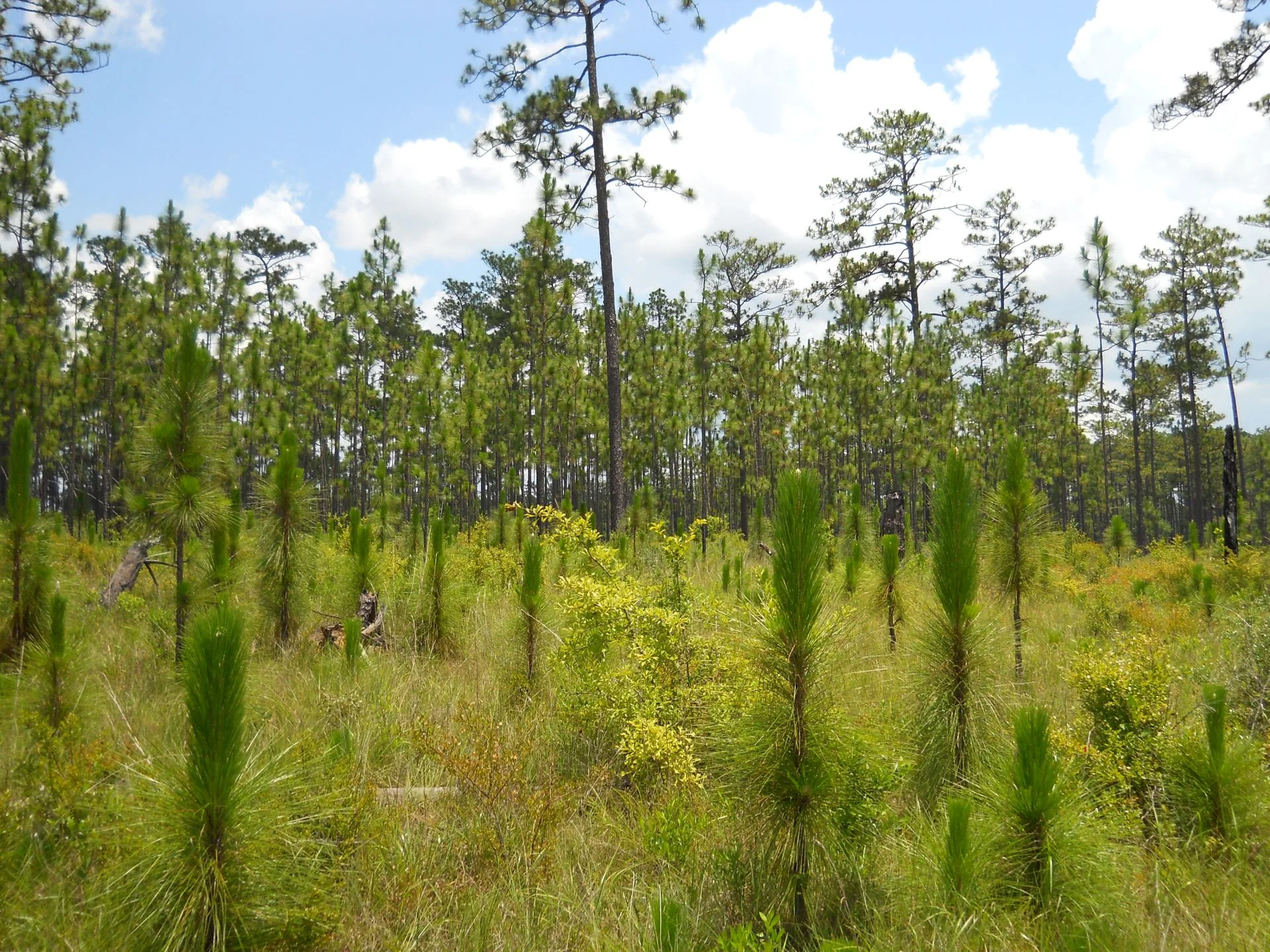 The Longleaf Pine A Champion of the Coastal Plain — In Defense of Plants