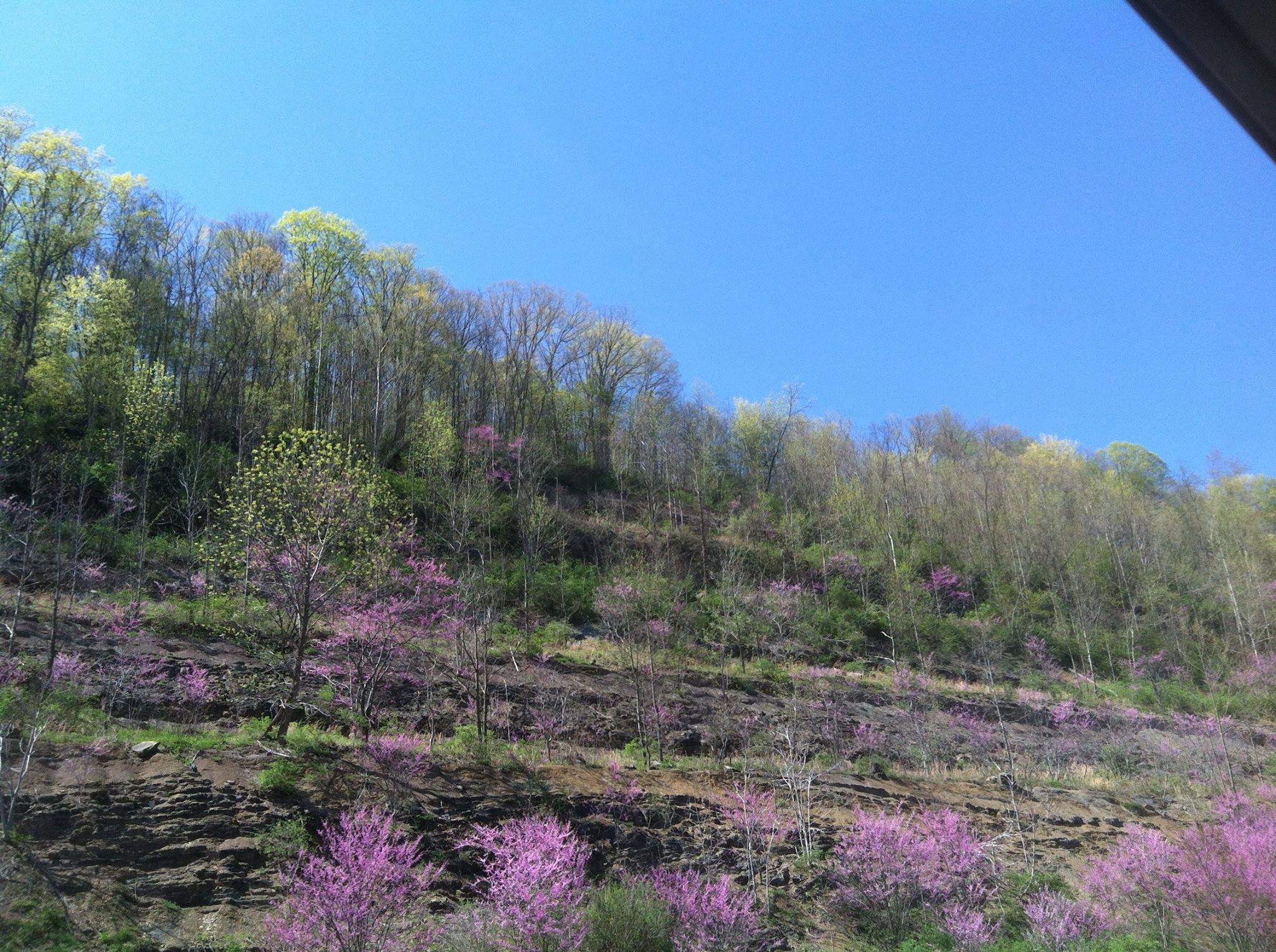 Redbud (Cercis canadensis)