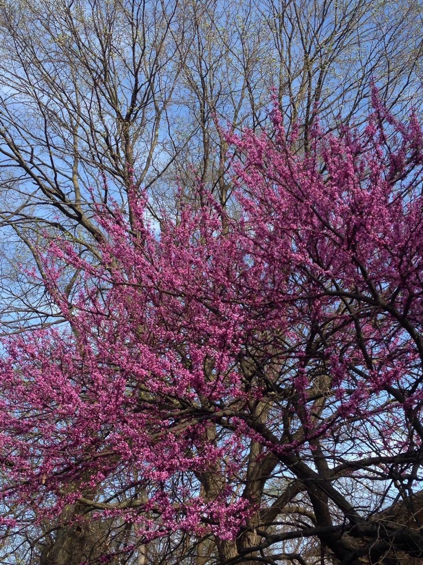 Redbud (Cercis canadensis)