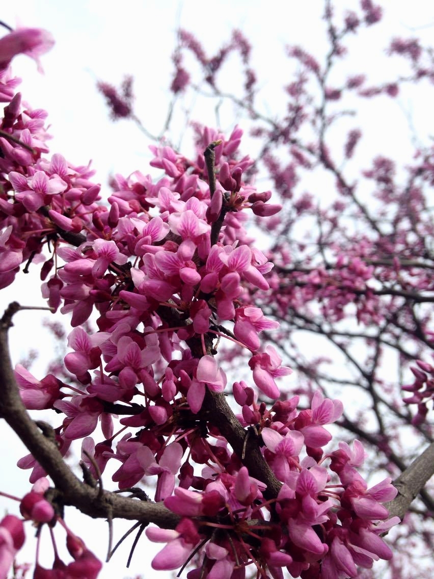 Redbud (Cercis canadensis)