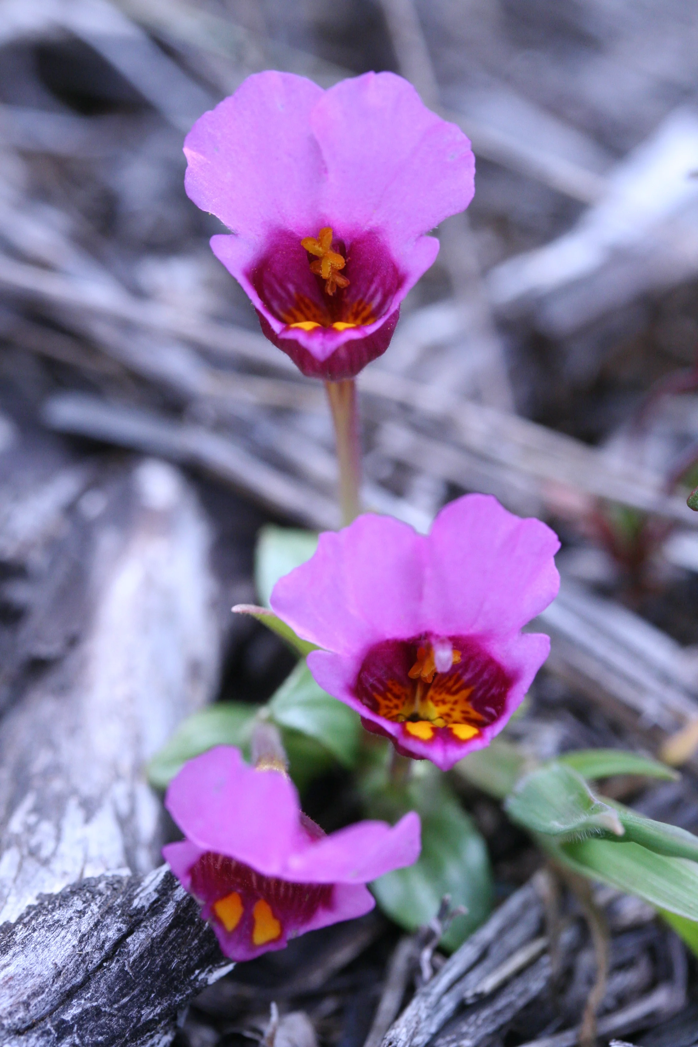Mimulus douglasii