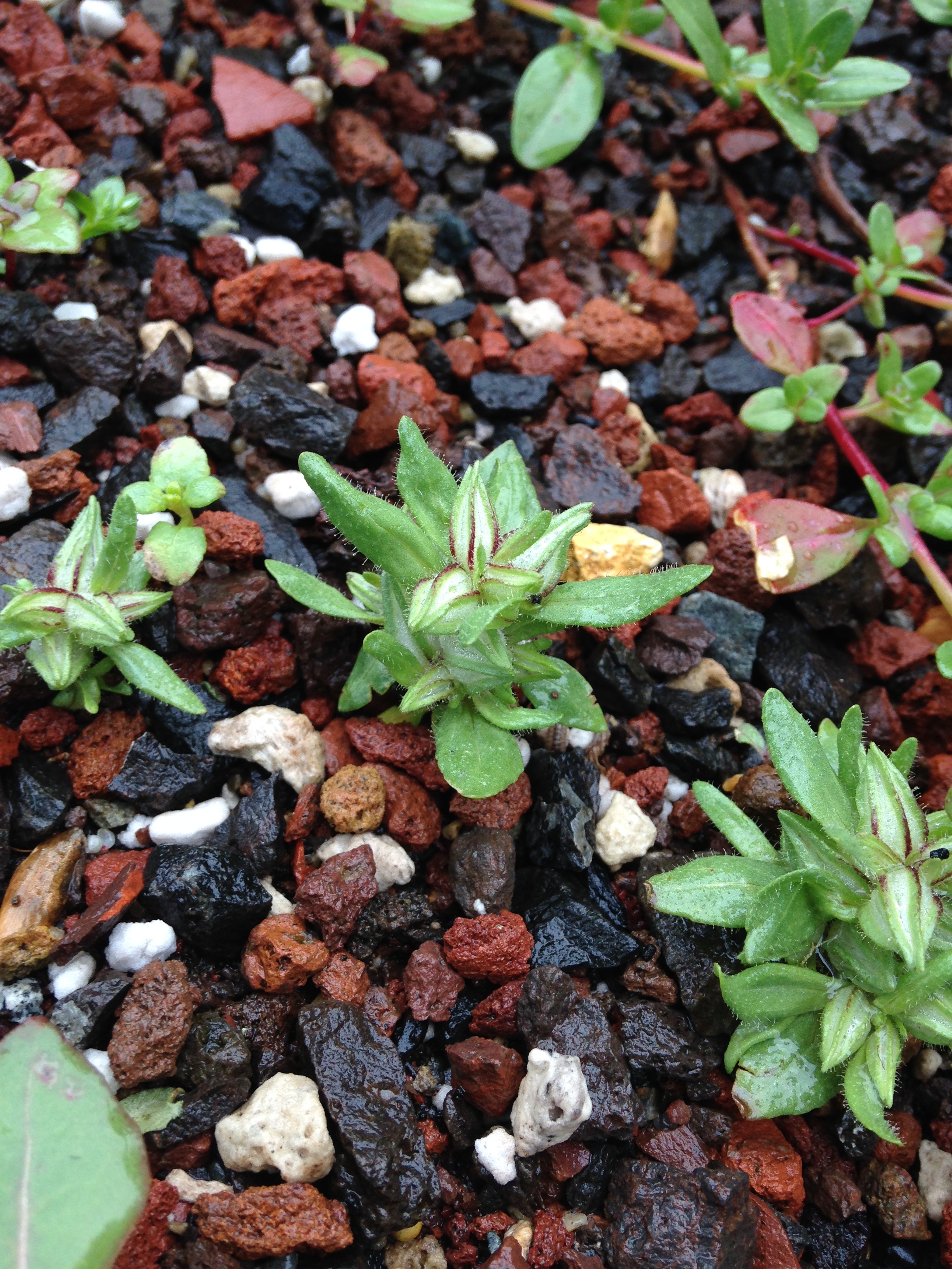 Cleistogamous flowers