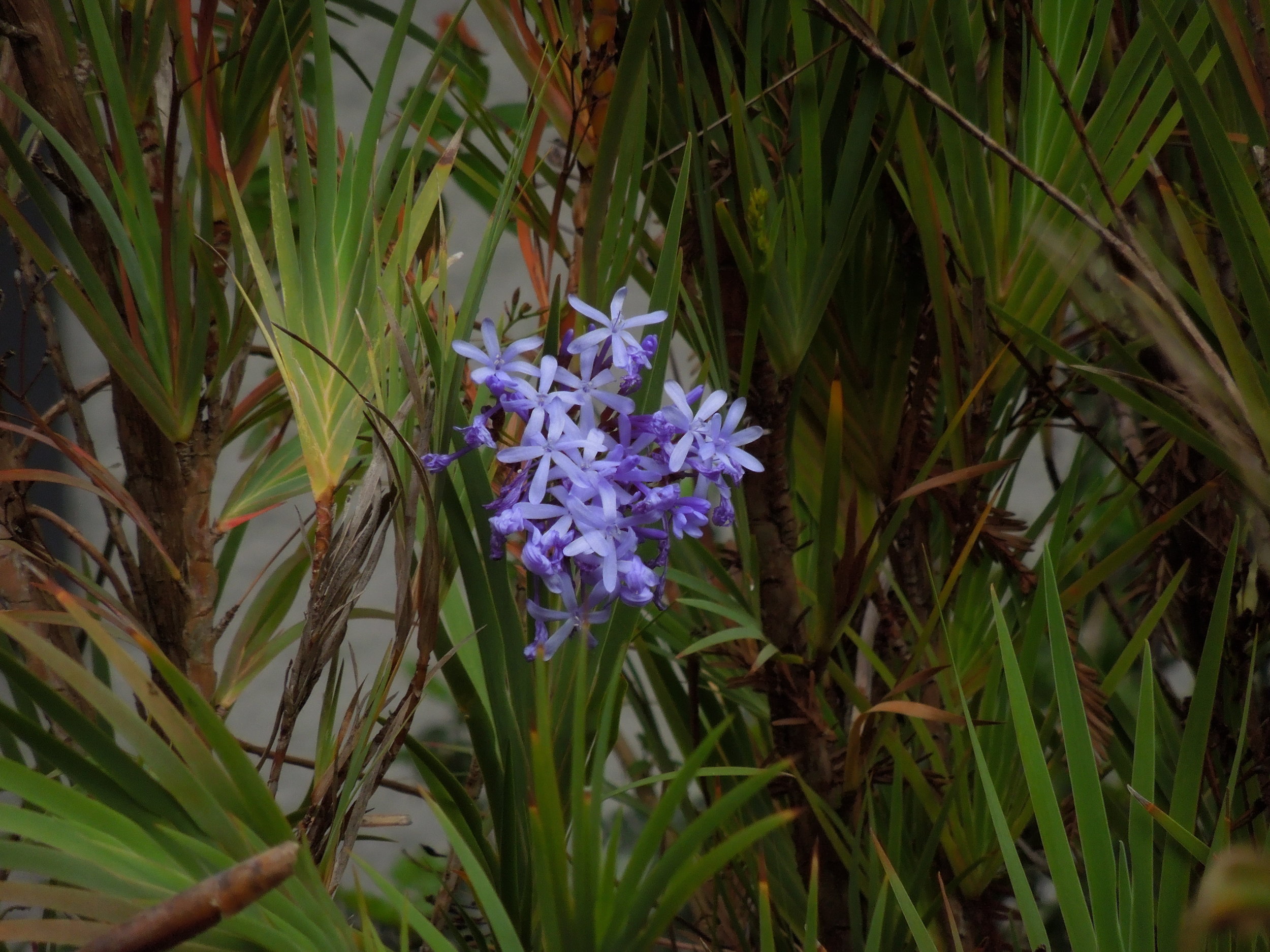 Nivenia corymbosa
