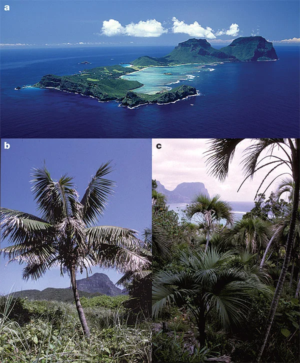 Howea belmoreana and Howea forsteriana